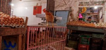Morocco’s Ministry of Agriculture Imposes Regulations on Chicken Slaughter